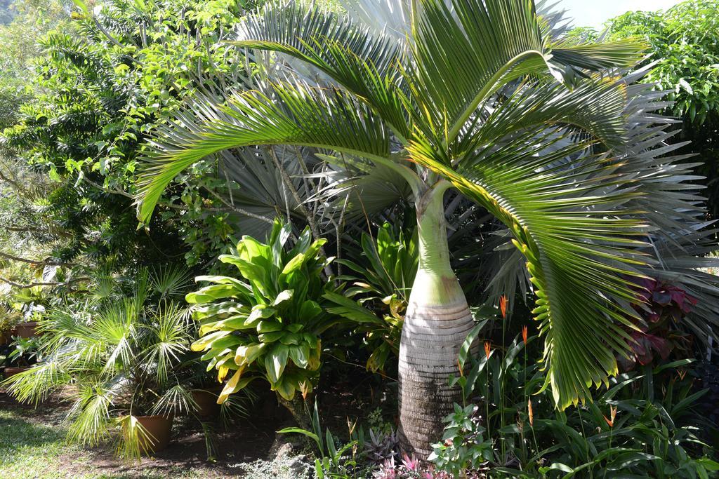 Pension De Famille Hiti Moana Villa Papara エクステリア 写真