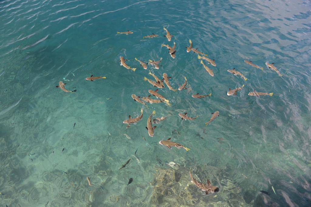 Pension De Famille Hiti Moana Villa Papara エクステリア 写真